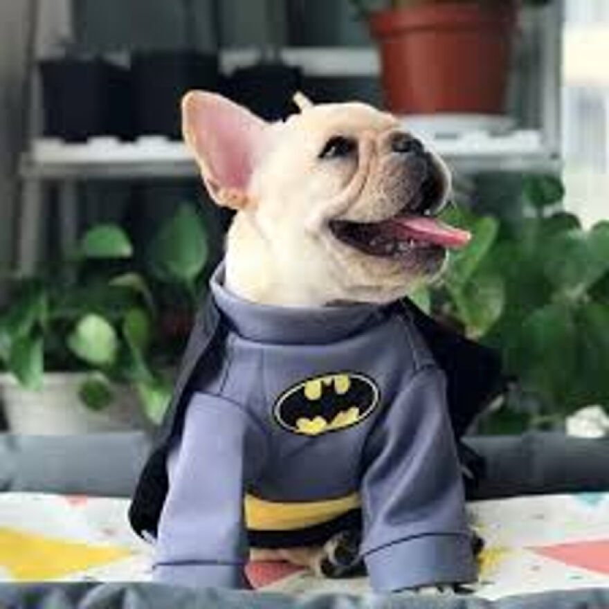 Bat-Dog