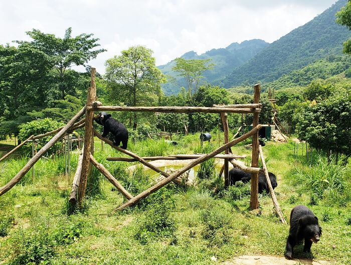 Against All Odds: How Our Team Saved Two Bear Cubs On A Mission Across Laos