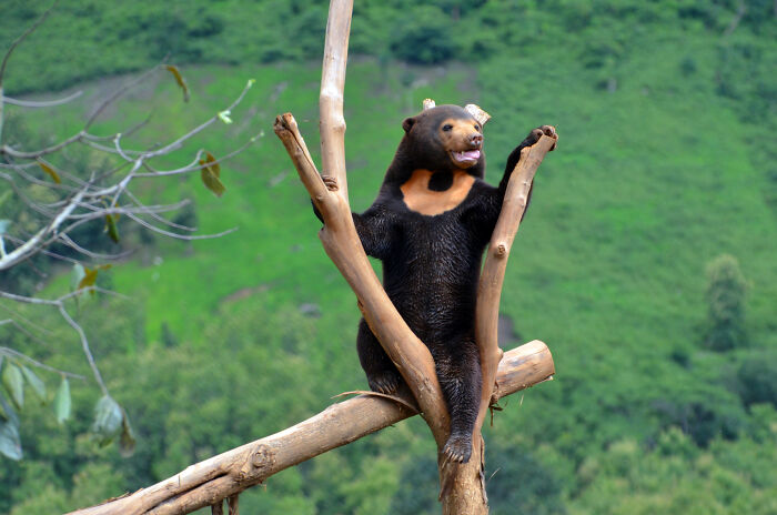 Against All Odds: How Our Team Saved Two Bear Cubs On A Mission Across Laos