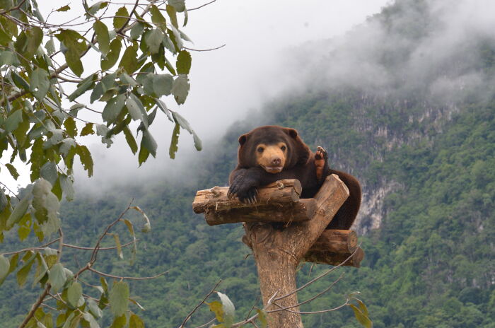 Against All Odds: How Our Team Saved Two Bear Cubs On A Mission Across Laos