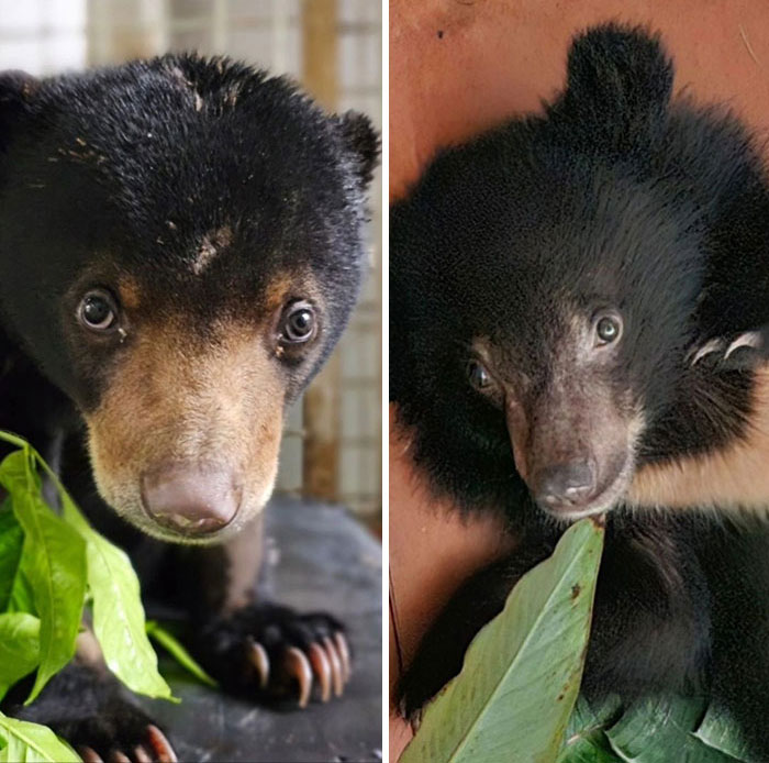 Against All Odds: How Our Team Saved Two Bear Cubs On A Mission Across Laos