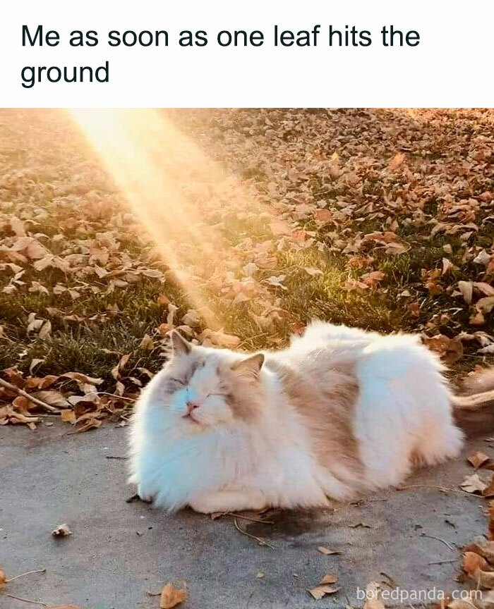 A Fall meme featuring a fluffy cat sitting contentedly in a patch of sunlight surrounded by fallen autumn leaves. The text reads, "Me as soon as one leaf hits the ground."