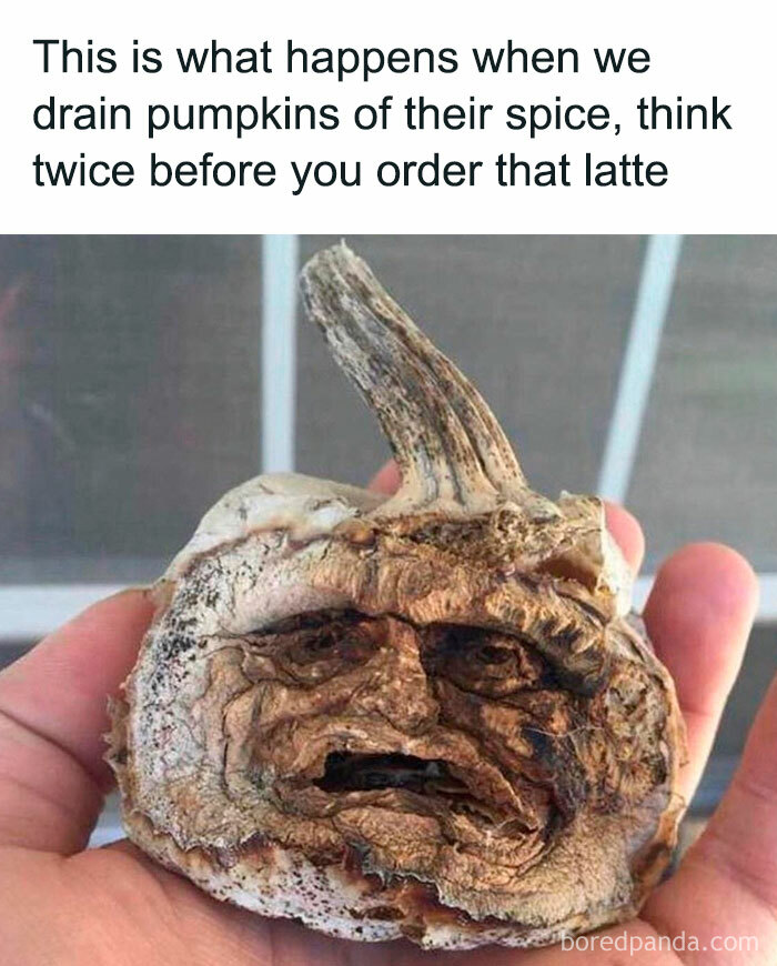 A Fall meme showing a shriveled pumpkin with a face, resembling a drained expression. Text above reads, "This is what happens when we drain pumpkins of their spice, think twice before you order that latte."