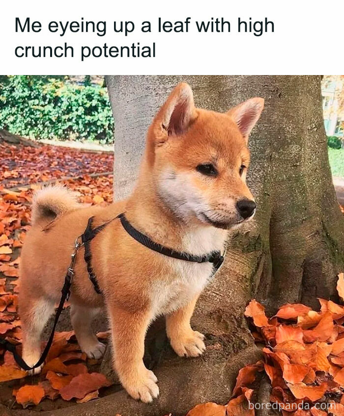 A Fall meme featuring a Shiba Inu standing among fallen leaves, looking focused. The text above reads, "Me eyeing up a leaf with high crunch potential."