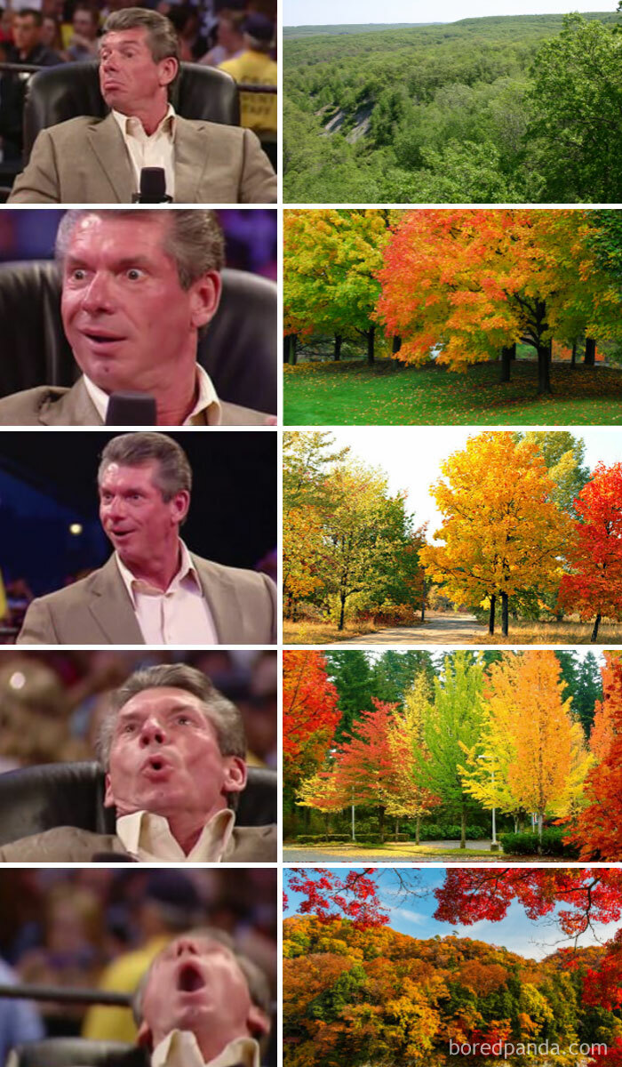 A Fall meme using reaction images of increasing excitement alongside photos of trees changing colors from green to vibrant autumn hues, representing the joy of watching fall foliage progress.