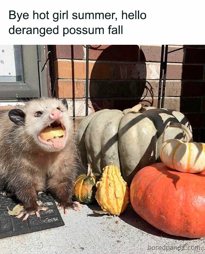 A Fall meme featuring a possum aggressively eating a fruit next to pumpkins. The text reads, "Bye hot girl summer, hello deranged possum fall," humorously embracing a chaotic autumn vibe.