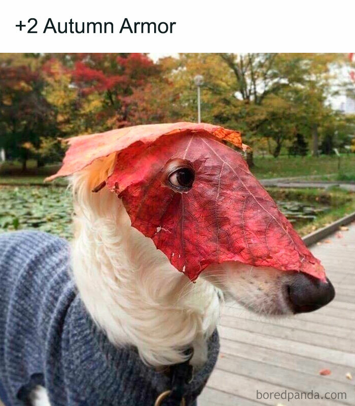  A Fall meme of a dog wearing a large red leaf over its head like a helmet. The text above reads, "+2 Autumn Armor," suggesting a playful upgrade.