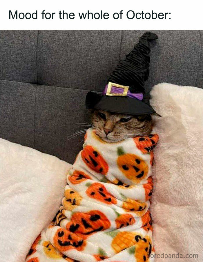 A Fall meme featuring a cat wrapped in a Halloween-themed blanket, wearing a witch hat. The text above reads, "Mood for the whole of October," humorously capturing the cozy and spooky vibe of the month.