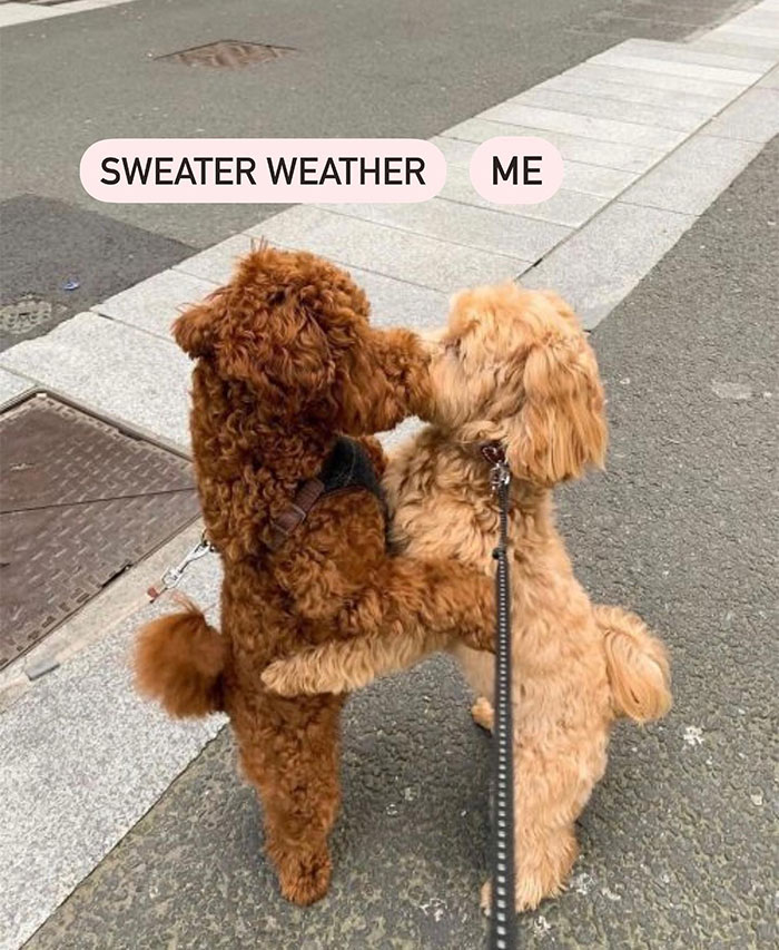 A Fall meme featuring two fluffy dogs embracing. One is labeled "SWEATER WEATHER," and the other is labeled "ME," humorously capturing the excitement for cooler temperatures and cozy clothing.