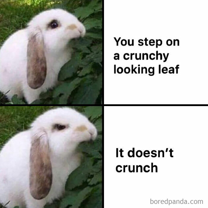 A Fall meme featuring a rabbit looking hopeful in the first panel with text, "You step on a crunchy looking leaf," and disappointed in the second with, "It doesn't crunch."