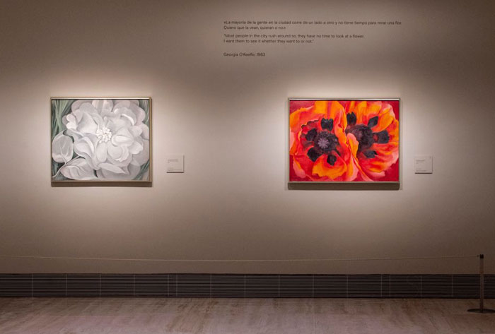 A gallery display featuring floral paintings by the famous artist Georgia O'Keeffe, with one artwork in shades of white and another in vibrant red and orange.