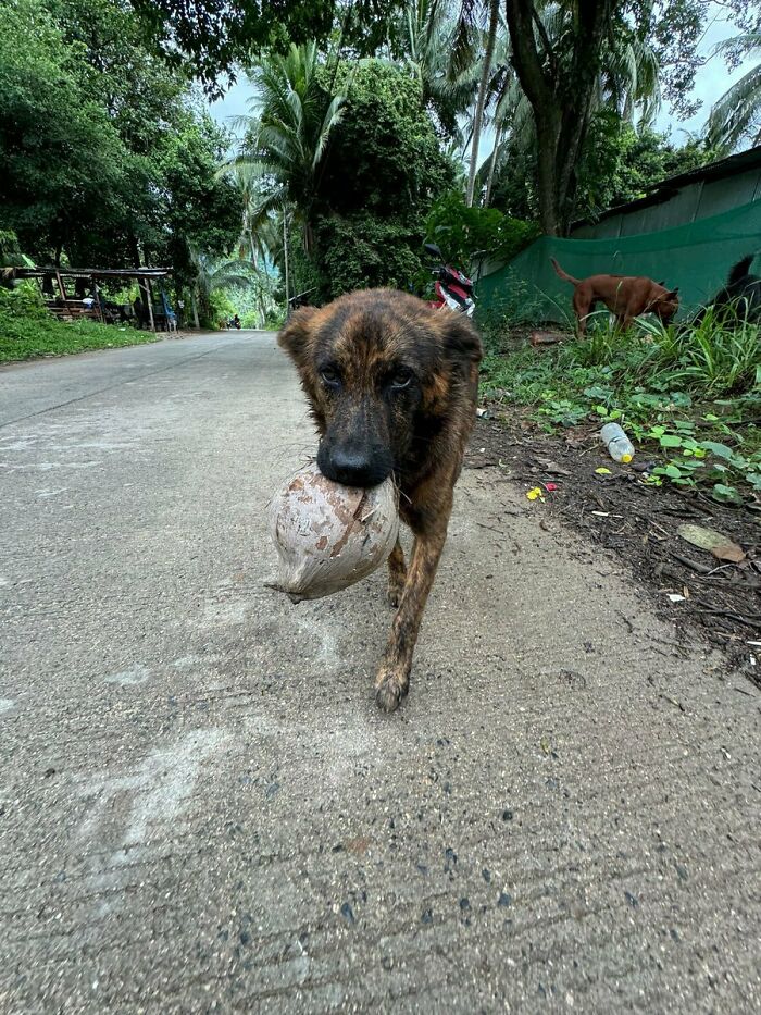 Stray Dog Is Melting Hearts Online For Bringing A Gift For Man Every time He Comes To Feed Her