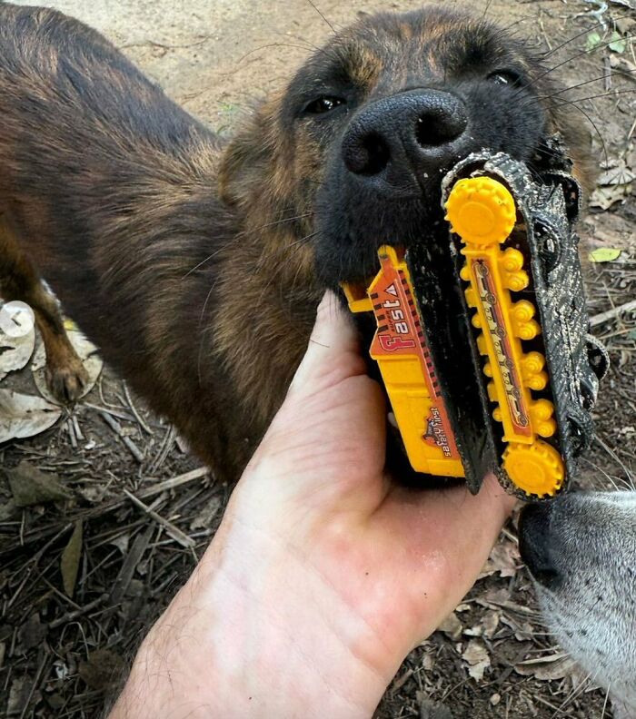 Stray Dog Is Melting Hearts Online For Bringing A Gift For Man Every time He Comes To Feed Her