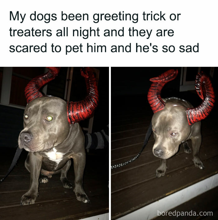 A Halloween meme showing a pit bull wearing red devil horns, looking sad. The caption above reads, "My dog's been greeting trick or treaters all night and they are scared to pet him and he's so sad," humorously portraying the dog's disappointment at being avoided.