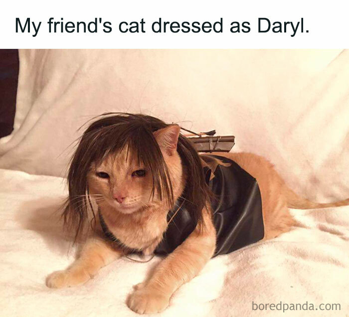 A Halloween meme featuring a cat dressed up as Daryl, wearing a wig with messy hair and a small vest resembling a character's outfit. The caption above reads, "My friend's cat dressed as Daryl," humorously showing the cat's Halloween costume.