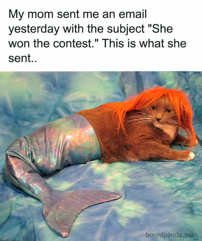 A Halloween meme featuring a cat dressed as a mermaid, complete with a shiny fish tail and a red wig. The caption above reads, "My mom sent me an email yesterday with the subject 'She won the contest.' This is what she sent.." humorously showing the cat in a costume as the contest winner.