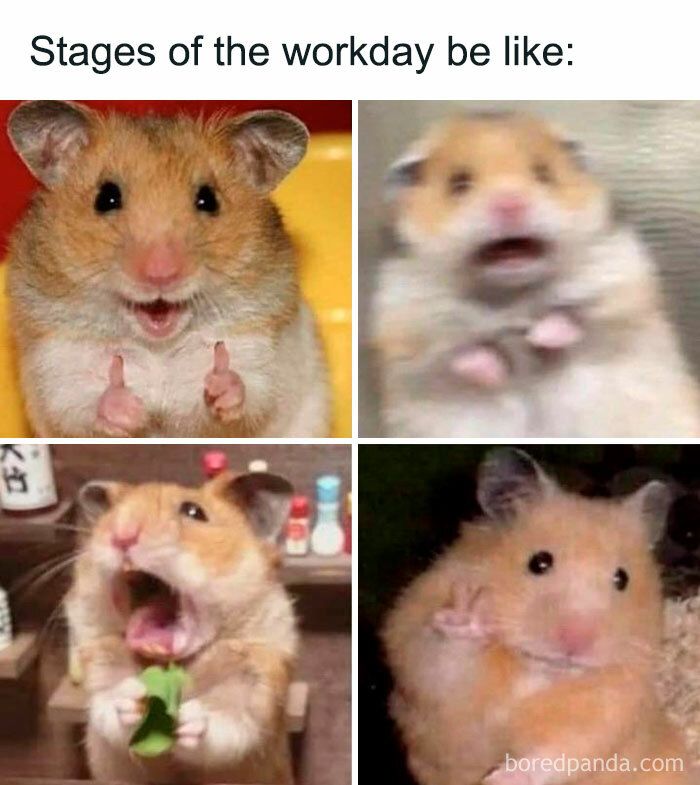 A hamster meme showing four stages of a hamster's expressions throughout a workday: excitement, shock, panic while eating, and tired relief.