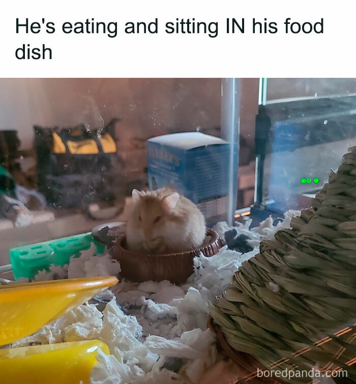 A hamster meme showing a hamster sitting inside its food dish while eating. The text above reads, "He's eating and sitting IN his food dish."