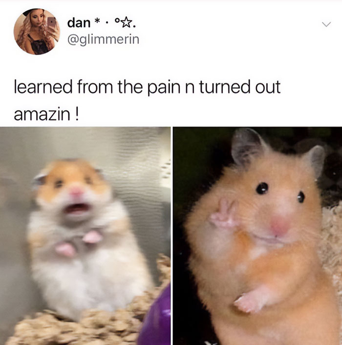 A hamster meme showing two images of a hamster. The first is a panicked expression, and the second is the hamster posing confidently. The text above reads, "learned from the pain n turned out amazin!"