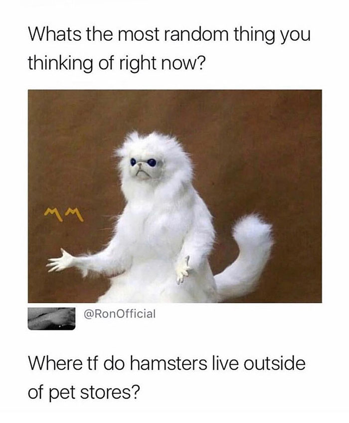 A hamster meme featuring a confused-looking white cat illustration. The text reads, "What's the most random thing you're thinking of right now?" followed by, "Where tf do hamsters live outside of pet stores?"