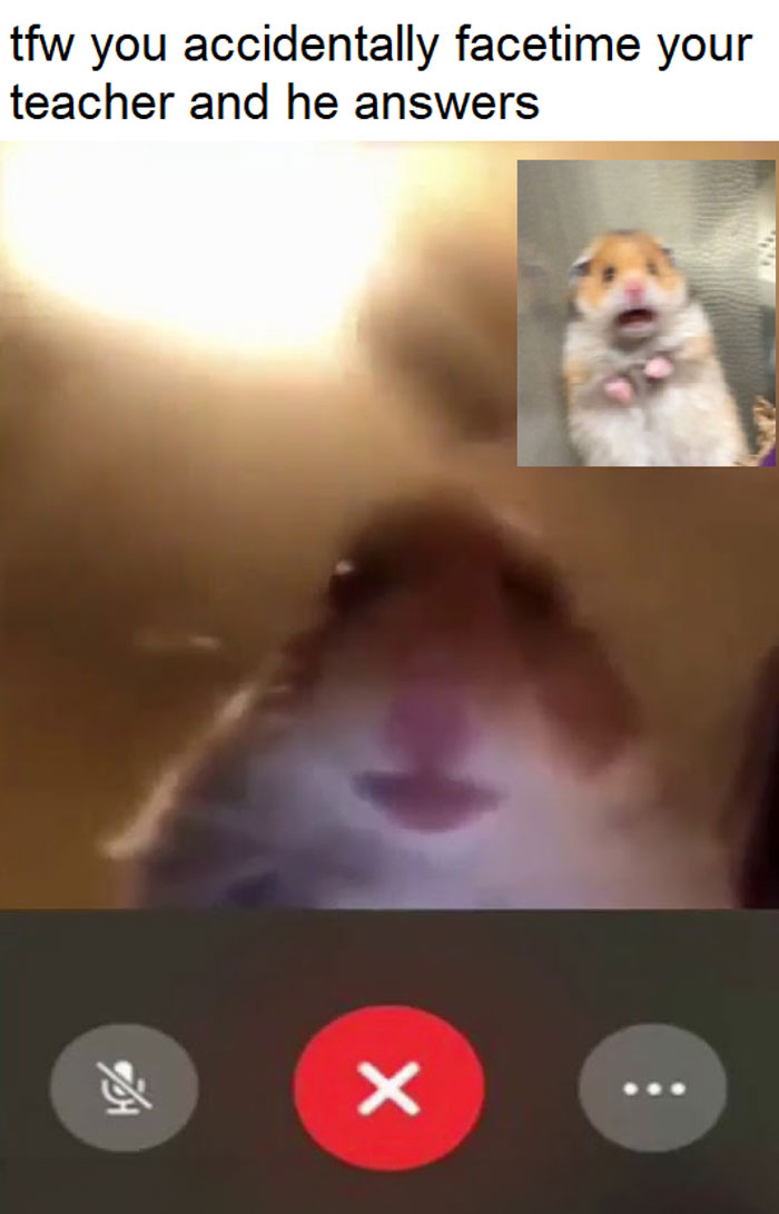 A hamster meme showing a blurry close-up of a hamster on a FaceTime call. The text above reads, "tfw you accidentally FaceTime your teacher and he answers." Inset shows a shocked hamster.