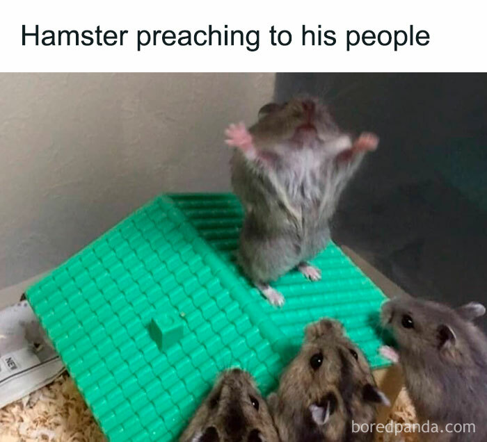 A hamster meme showing a hamster standing on a green roof with its paws raised, appearing to "preach" to three other hamsters below. The text above reads, "Hamster preaching to his people."