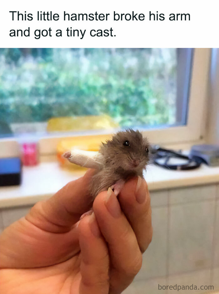 A hamster meme showing a small hamster being held, with a tiny cast on its arm. The text above reads, "This little hamster broke his arm and got a tiny cast."