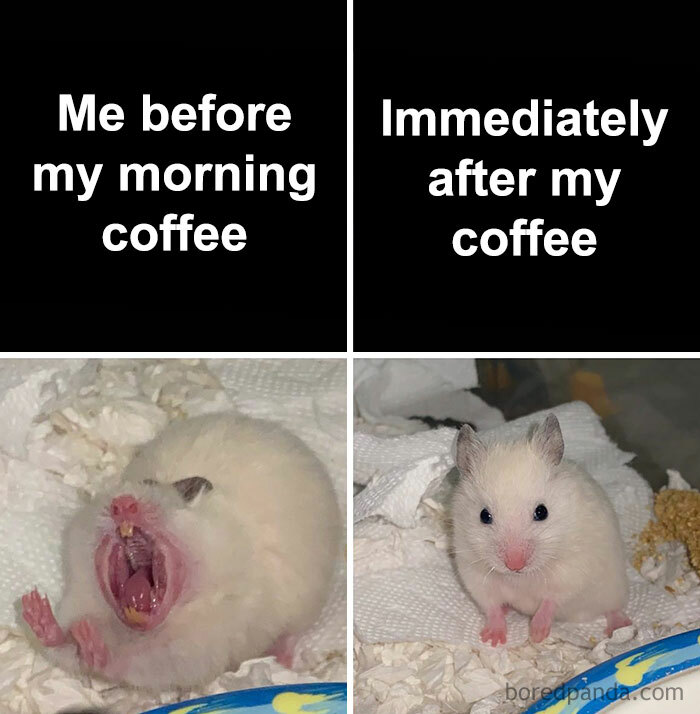 A hamster meme showing two images. The first is a hamster yawning with the text, "Me before my morning coffee." The second is a wide-eyed hamster with the text, "Immediately after my coffee."