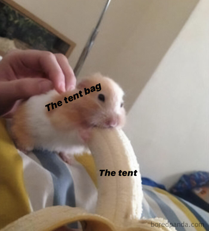 A hamster meme showing a hamster biting a banana. The text on the hamster reads, "The tent bag," and the text on the banana reads, "The tent."