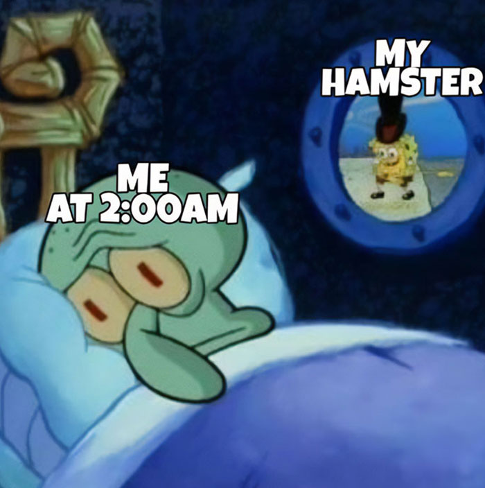 A hamster meme using a SpongeBob scene. Squidward is in bed with text reading, "Me at 2:00 AM," while SpongeBob, outside the window, is labeled "My hamster."