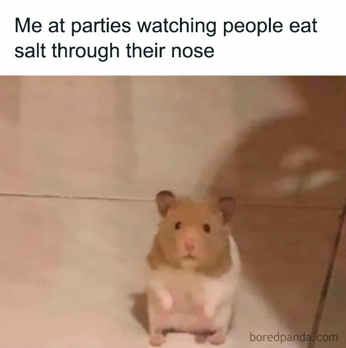 A hamster meme showing a small hamster standing upright, looking confused. The text above reads, "Me at parties watching people eat salt through their nose."