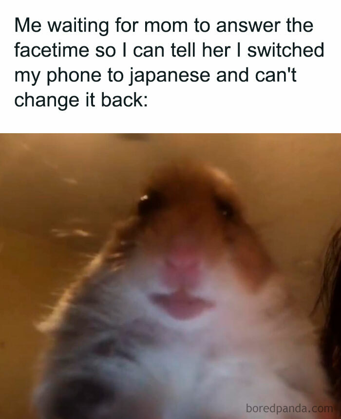 A hamster meme showing a blurry close-up of a hamster on a FaceTime call. The text above reads, "Me waiting for mom to answer FaceTime so I can tell her I switched my phone to Japanese and can't change it back."