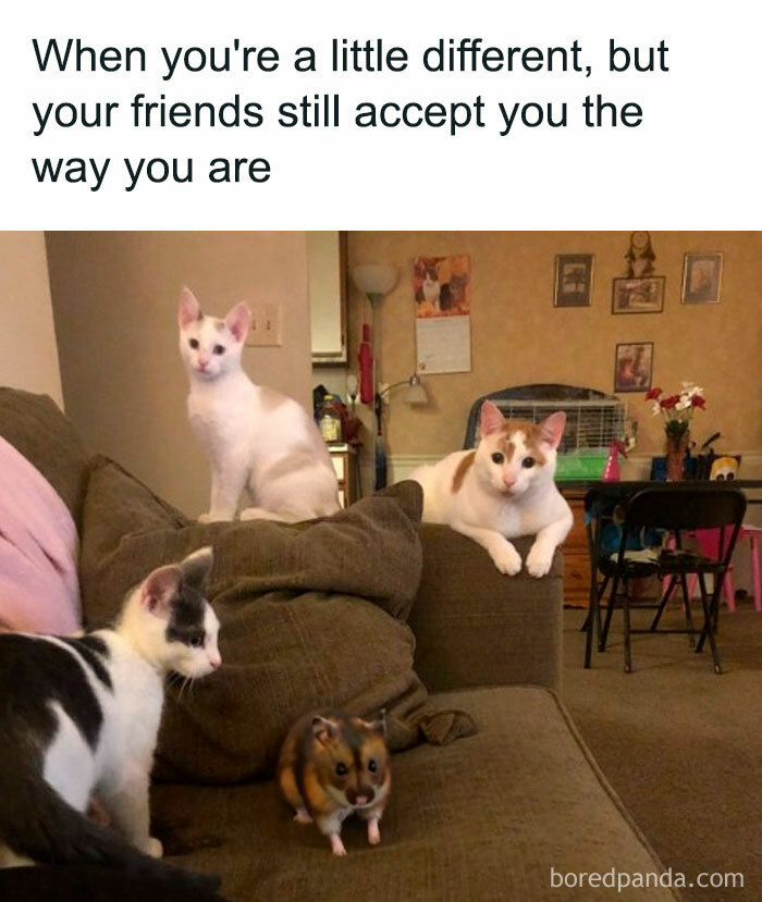 A hamster meme showing three cats on a couch with a hamster sitting among them. The text above reads, "When you're a little different, but your friends still accept you the way you are."