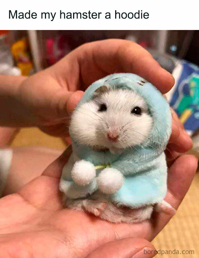 A hamster meme showing a hamster wrapped in a tiny blue hoodie with pom-poms. The text above reads, "Made my hamster a hoodie."