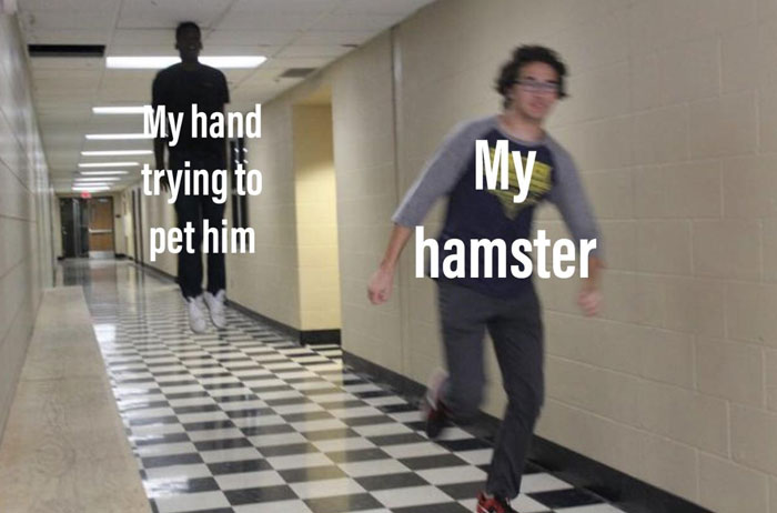  A hamster meme showing two people running in a hallway. The text on the person in the front reads, "My hamster," and the text on the person behind reads, "My hand trying to pet him."