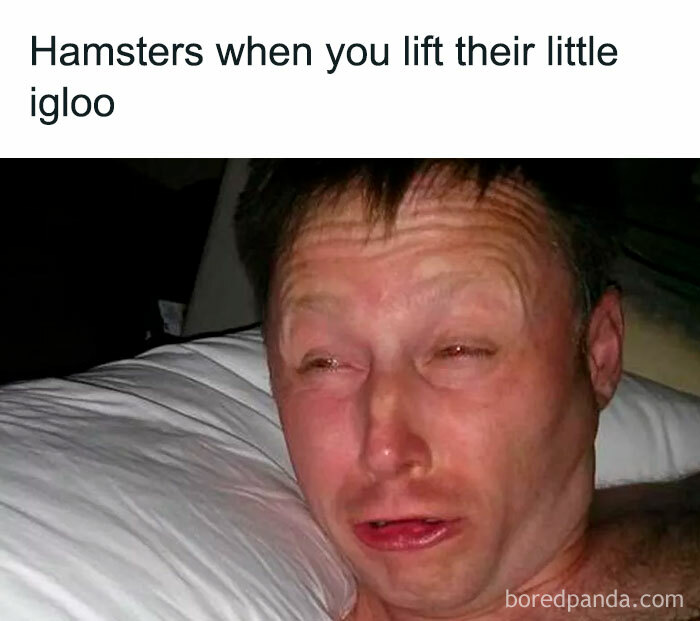 30 Hamster Memes That Will Have You Squeaking With…