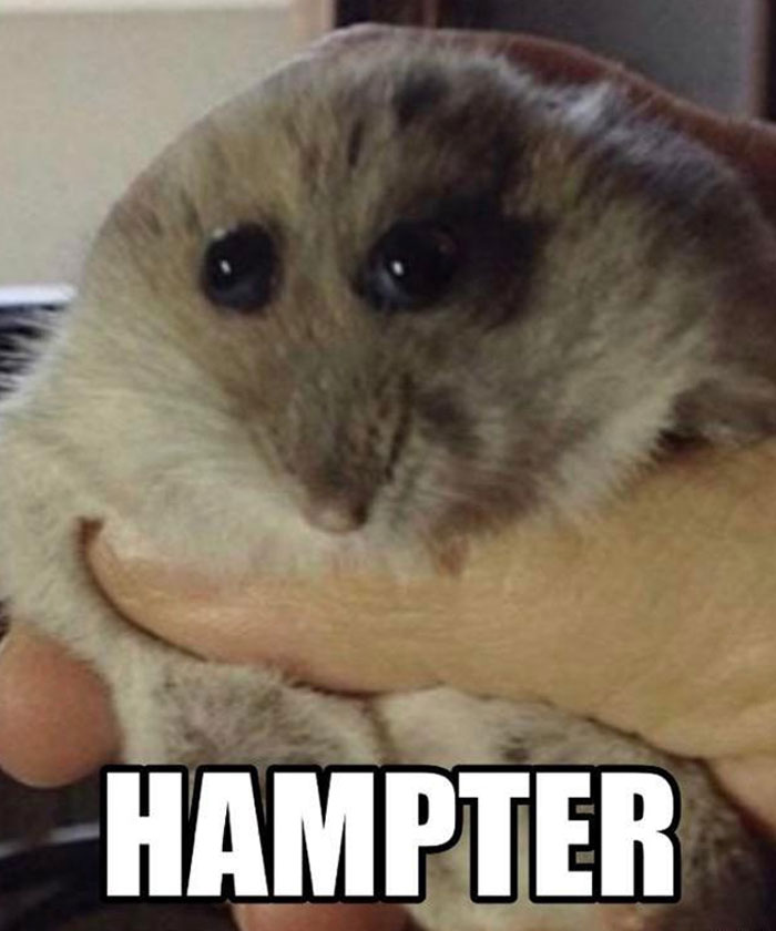 A hamster meme showing a close-up of a chubby hamster being held. The text at the bottom reads, "HAMPTER" in bold letters.