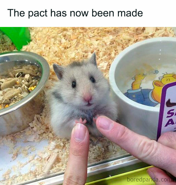 A hamster meme showing a hamster touching a person's finger through a glass enclosure. The text above reads, "The pact has now been made."