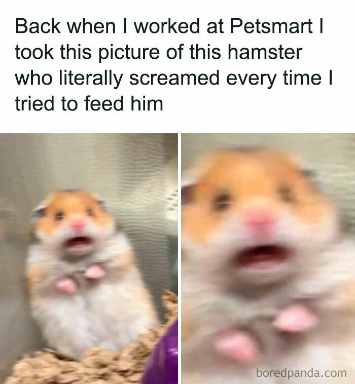 A hamster meme showing a blurry, panicked hamster. The text above reads, "Back when I worked at Petsmart... this hamster screamed every time I tried to feed him."