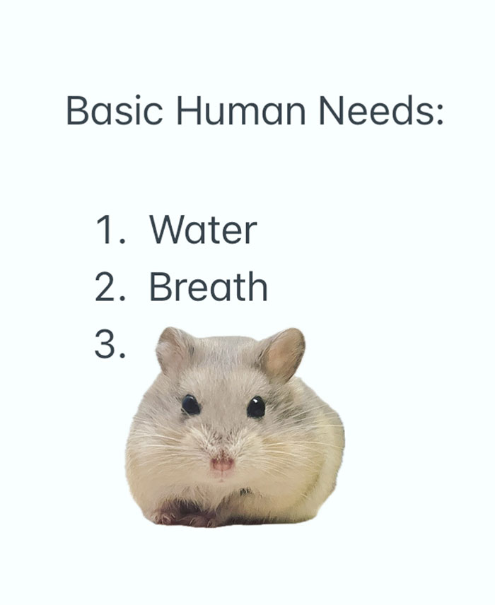 A hamster meme with text that reads, "Basic Human Needs: 1. Water 2. Breath 3." Below the text is an image of a small hamster with puffed cheeks.