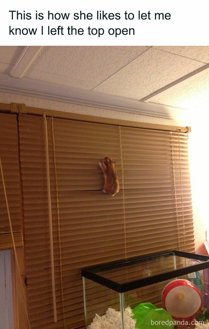 A hamster meme showing a hamster climbing up window blinds. The text above reads, "This is how she likes to let me know I left the top open." The hamster's cage is visible below.