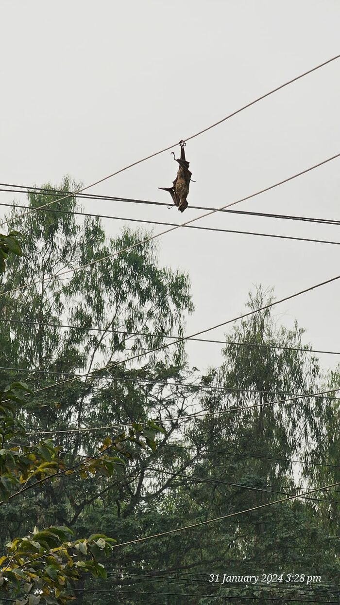 Just A Giant Asssh Bat Hanging On Some Live Wires