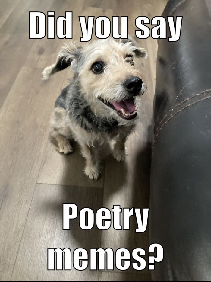 Turned This Picture Of My Dog Into A Meme