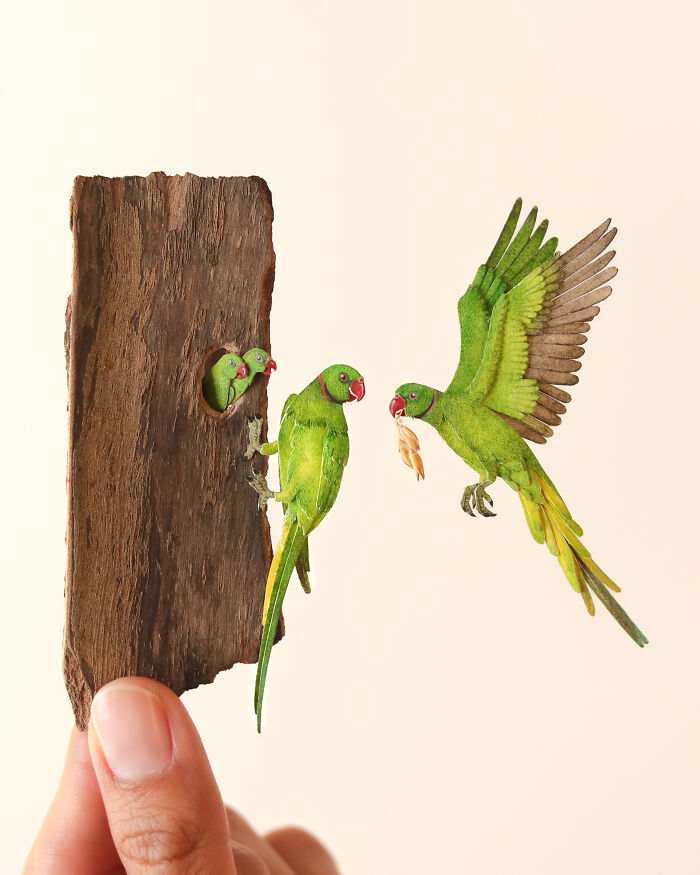 Rose-Ringed Parakeet