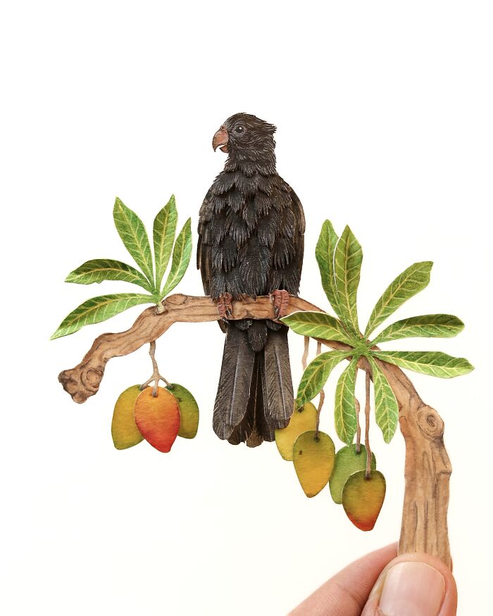 Lesser Vasa Parrot