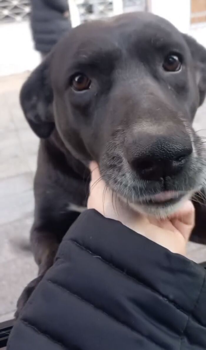 Dog Patiently Waits Every Morning For Pet Shop To Open So She Can Be The First Customer