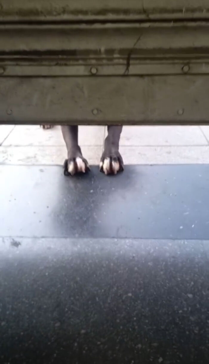 Dog Patiently Waits Every Morning For Pet Shop To Open So She Can Be The First Customer