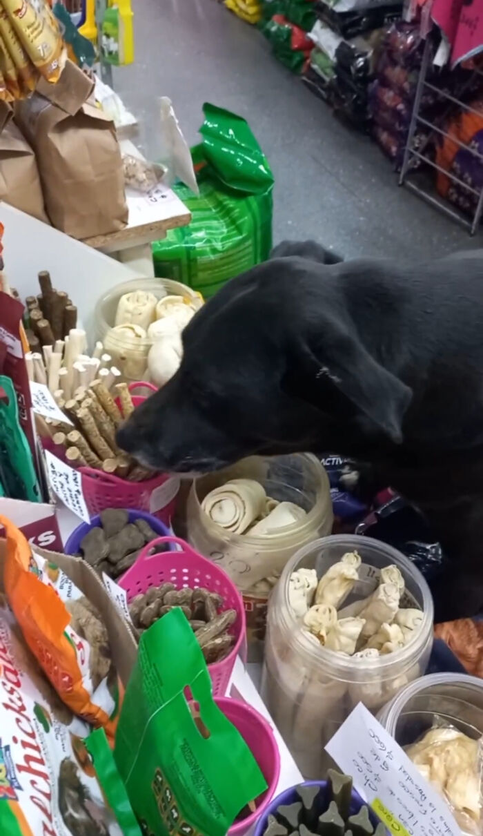 Dog Patiently Waits Every Morning For Pet Shop To Open So She Can Be The First Customer