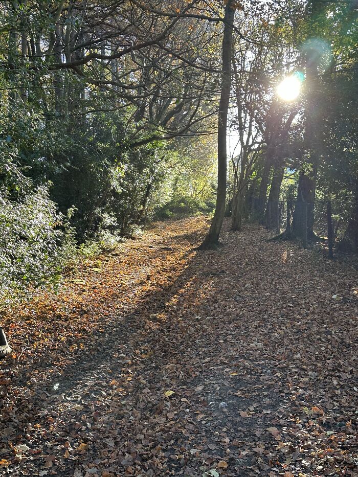 Low Autumn Light Coming Through The Trees (Buckinghamshire, UK)