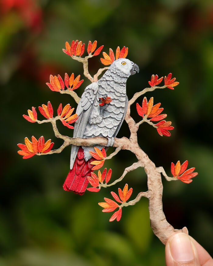 African Grey Parrot